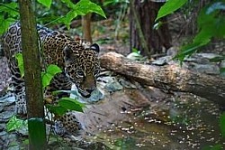 Xunantunich and Belize Zoo