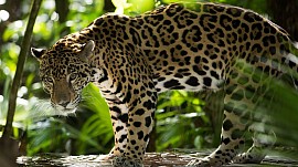 Belize Cave Tubing and Belize Zoo