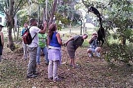 Belize Baboon Sanctuary Tour