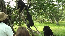 Altun Ha Mayan Ruins and Baboon Sanctuary