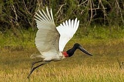 Belize City Birding Tours