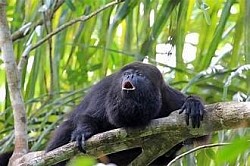 Best Belize City Tours