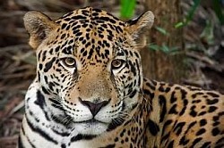 Best Excursions In Belize From Cruise Port