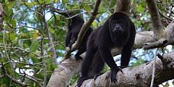 Excursions In Belize From Cruise Port
