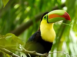 Excursions In Belize From Cruise Port