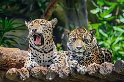 Excursions In Belize From Cruise Port